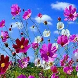 Meet your Posher, Lily